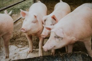 Un élévage de porcs.